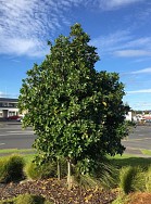 Corynocarpus Laevigatus – Karaka