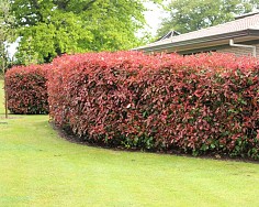 Photinia Red Robin – Red Robin